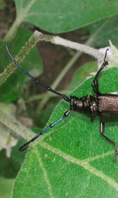 Aromia moschata (Cerambycidae)? S, femmina